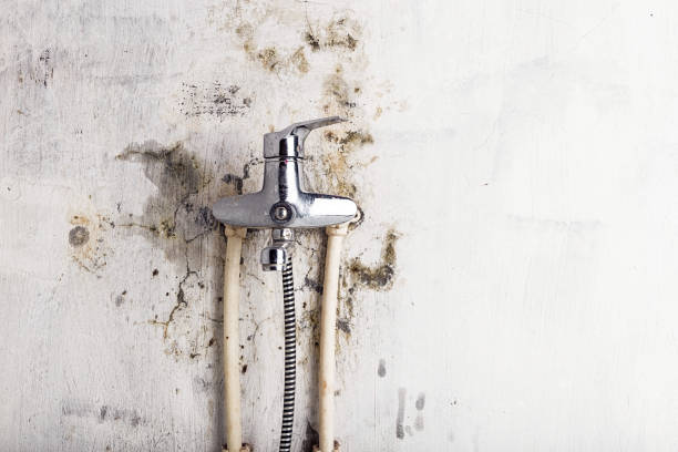 Best Toxic Mold Removal  in Brockway, PA