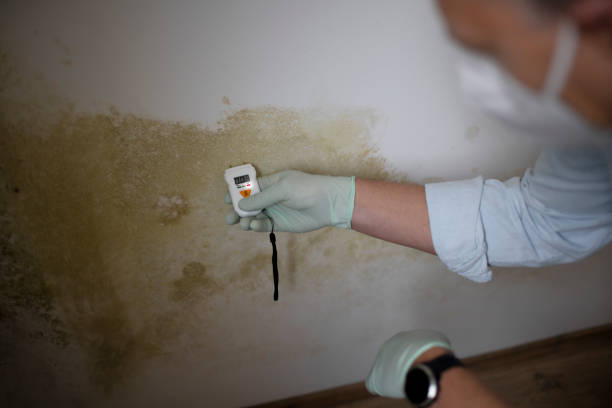 Best Emergency Mold Removal  in Brockway, PA