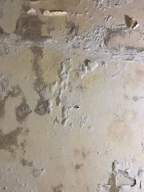 Best Mold Removal Company Near Me  in Brockway, PA
