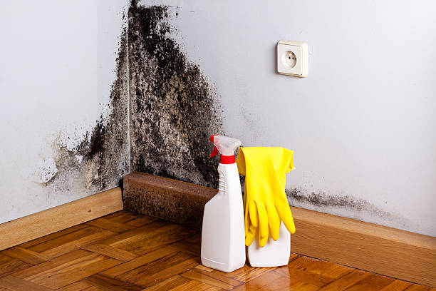 Best Black Mold Removal  in Brockway, PA