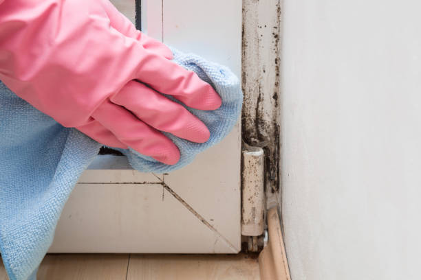 Best Local Mold Removal Service  in Brockway, PA